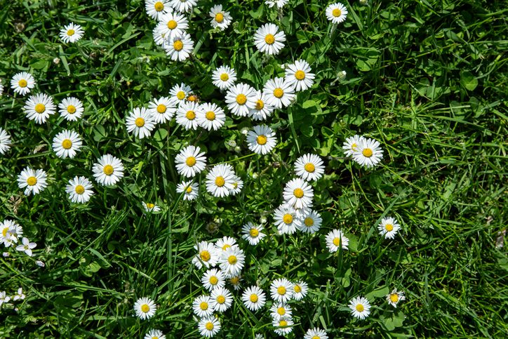 Field of Daisies (Bellis perennis)