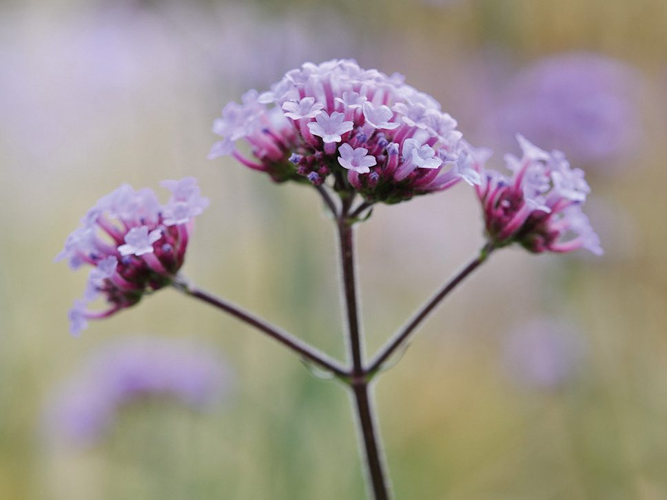 Verbena bonariensis 'Lollipop' © Jason Ingram