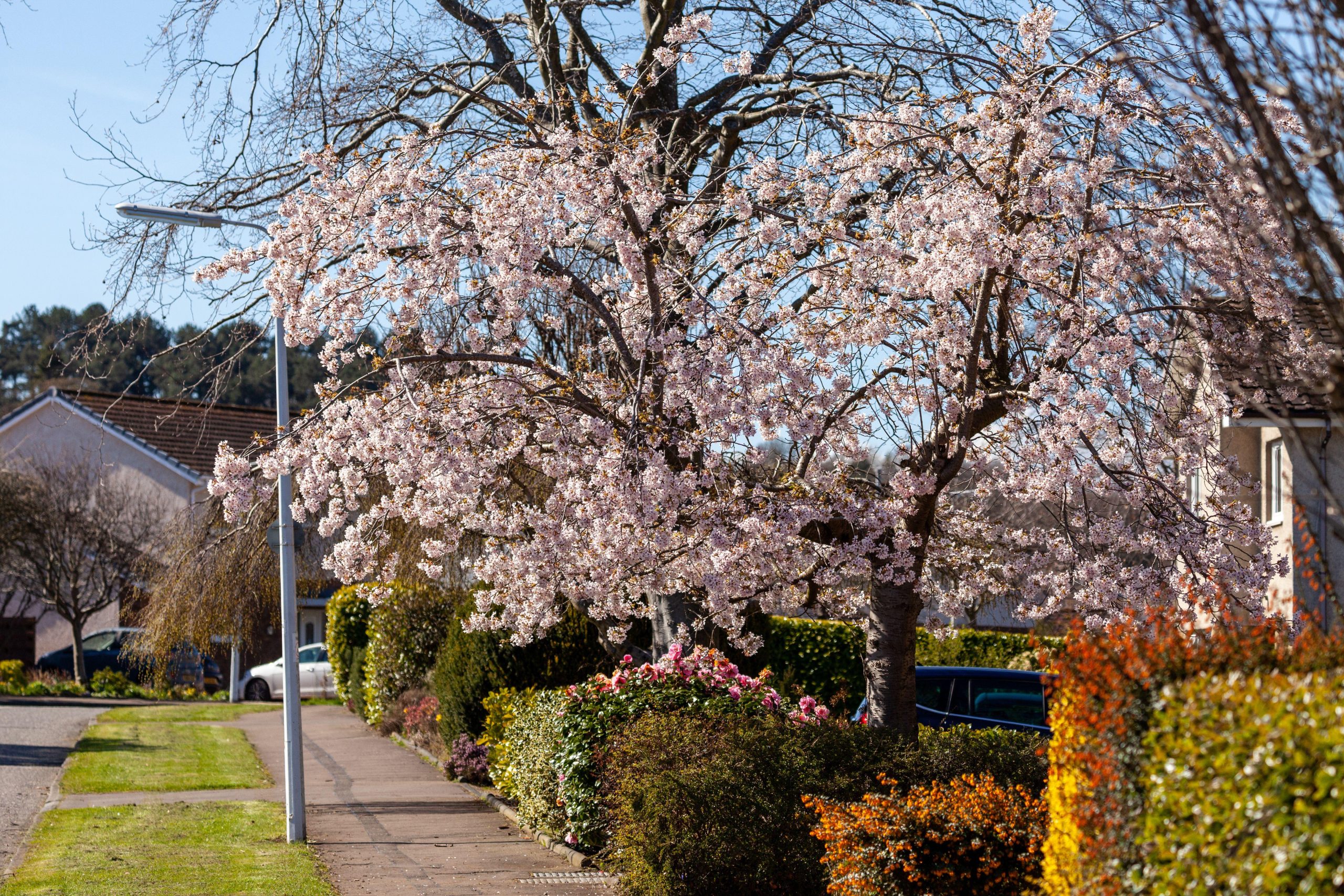 A cherry tree in a front garden in Fife