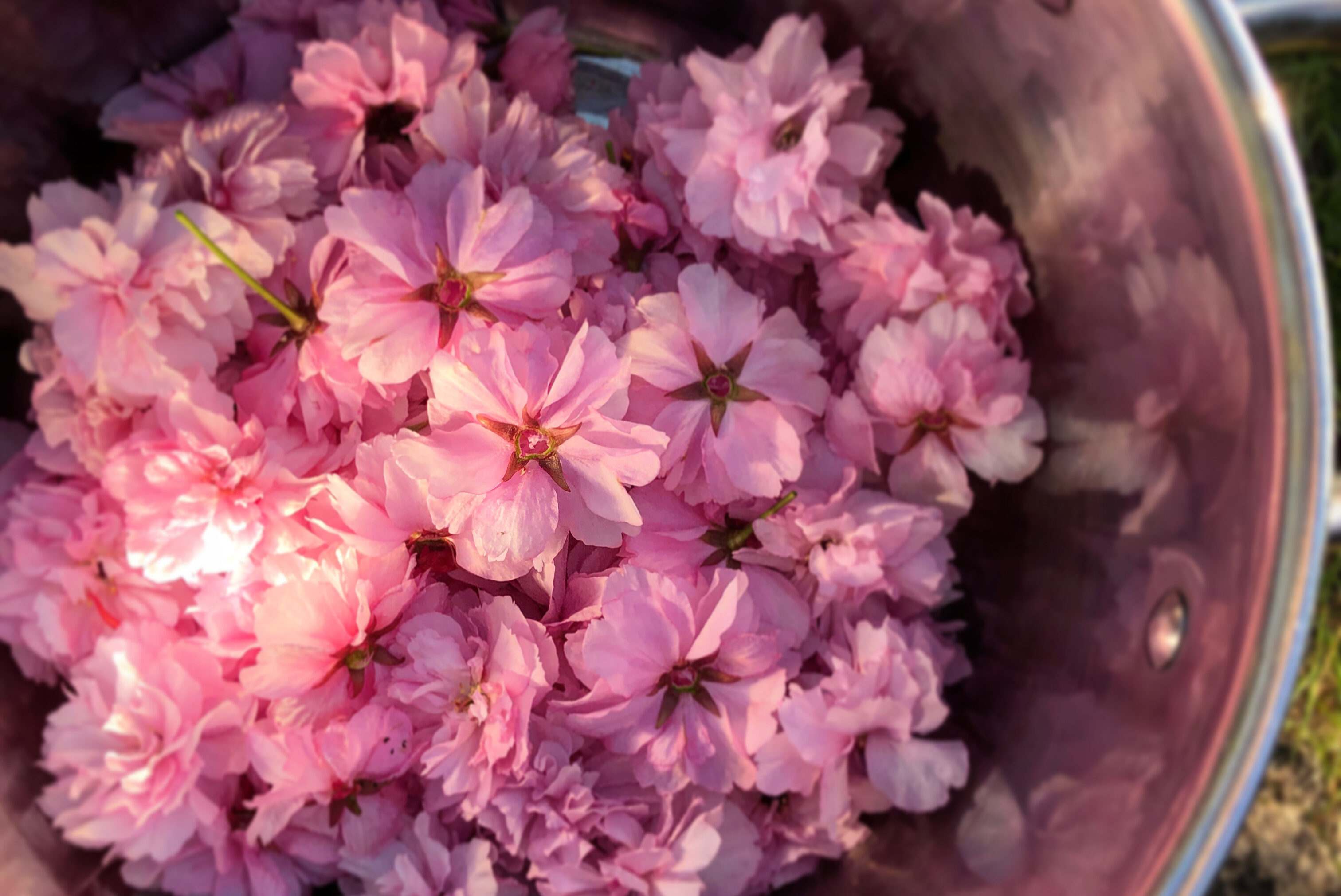 Cherry blossom jam