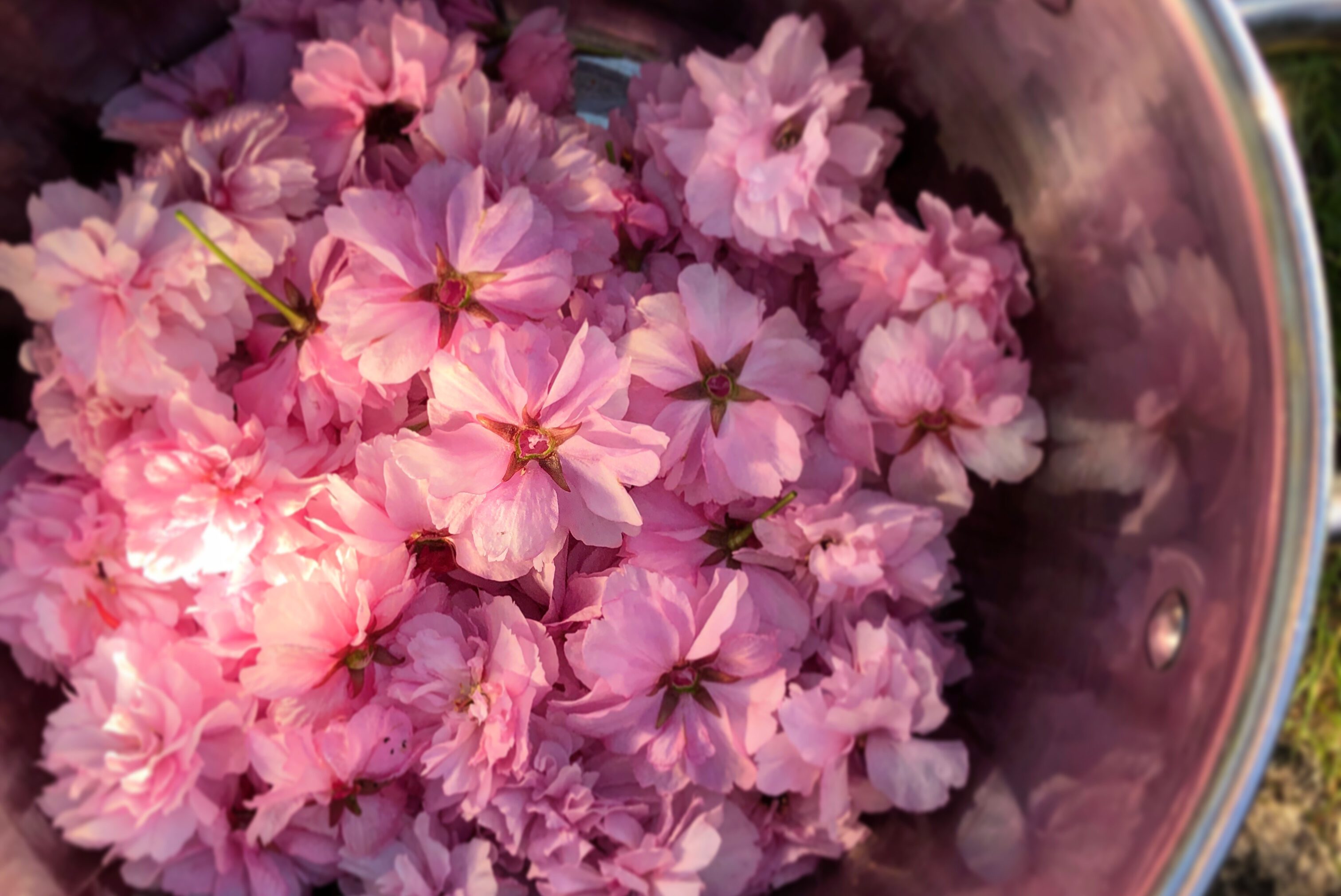 Cherry blossom jam