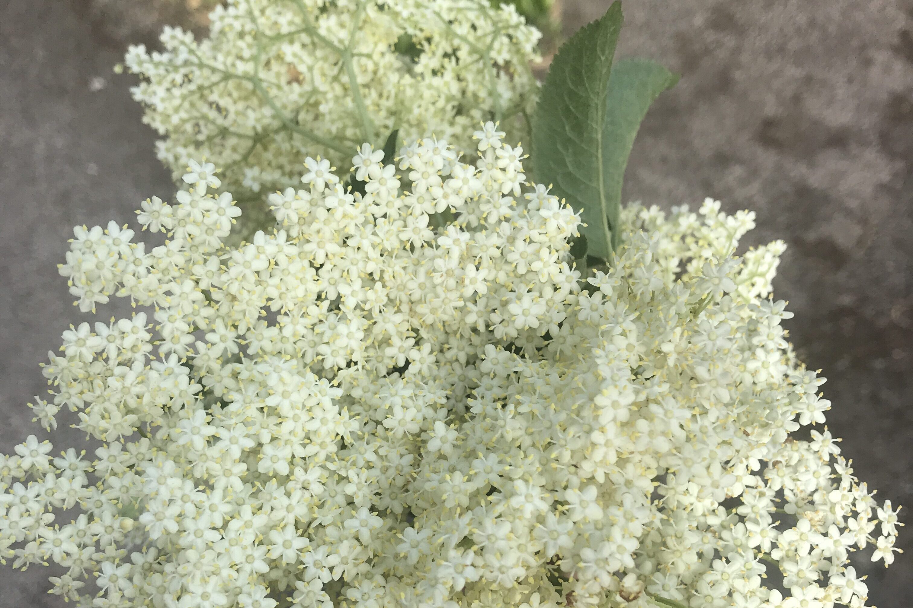 Elderflower cordial