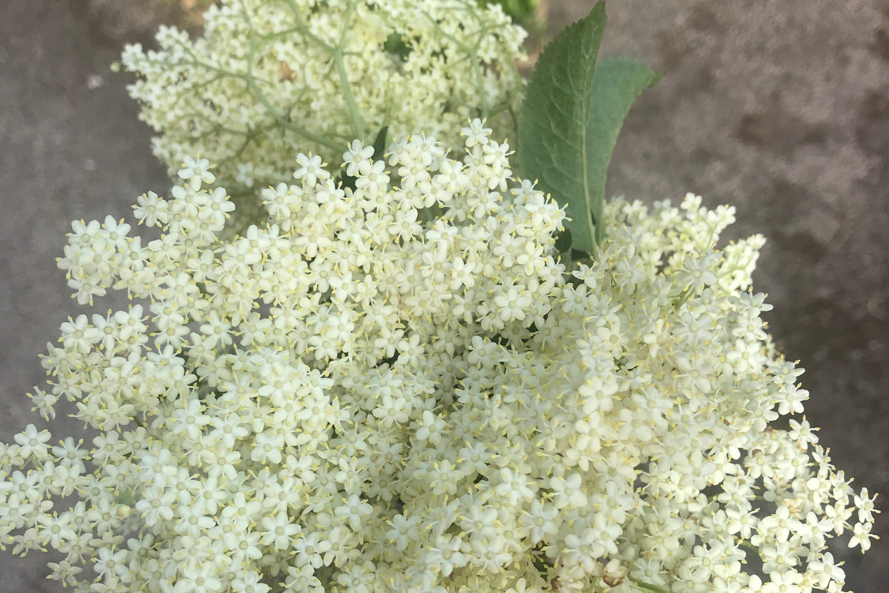 Elderflower cordial