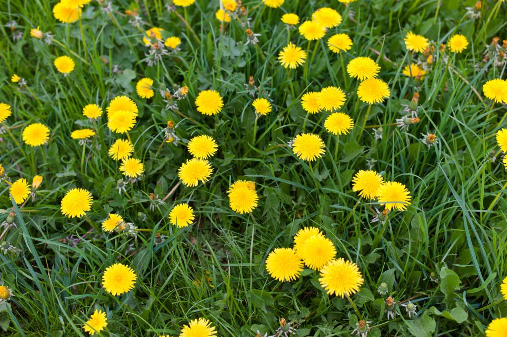 Dandelion