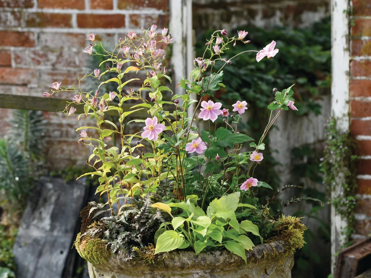 JI_260923_POSJoThompson_078_preview Jo Thompson's Pots of Style late summer